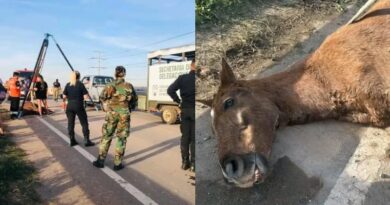 El Municipio de Merlo rescató a caballo utilizado para tracción a sangre