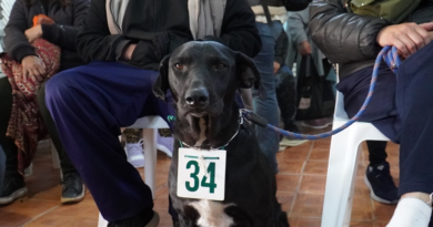 Castraciones gratuitas en Merlo: más de 100 vecinos accedieron al servicio para sus mascotas