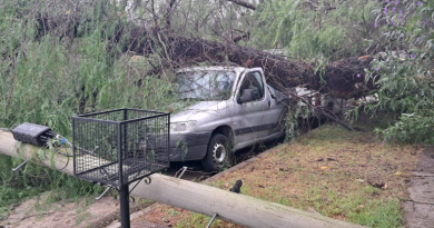 Temporal en Morón: caída de árboles y postes provocó daños en Castelar