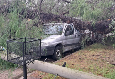 Temporal en Morón: caída de árboles y postes provocó daños en Castelar
