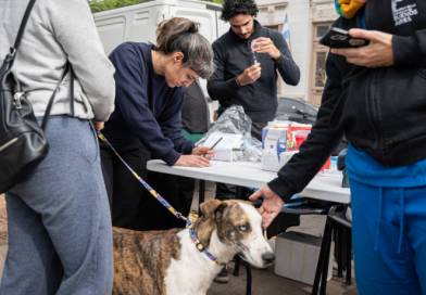 Moreno: se realizarán operativos de castración y vacunación antirrábica de perros y gatos