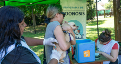 Moreno: se realizarán operativos de castración y vacunación antirrábica de perros y gatos
