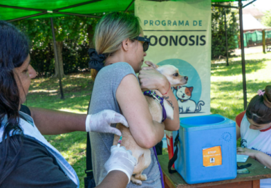 Moreno: se realizarán operativos de castración y vacunación antirrábica de perros y gatos