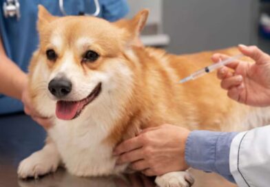 Hurlingham: el municipio realiza un operativo gratuito de vacunación y desparasitación de mascotas